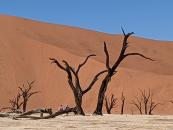 Dark dead camel thorn trees, Deadvlei, Namibia 