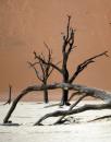 Deadvlei Trees, Namibia  