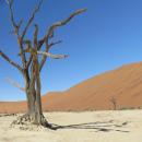 Dead Camel Thorn Tree at Deadvlei, Namibia