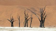 Dancing Trees, Deadvlei , Namibia 